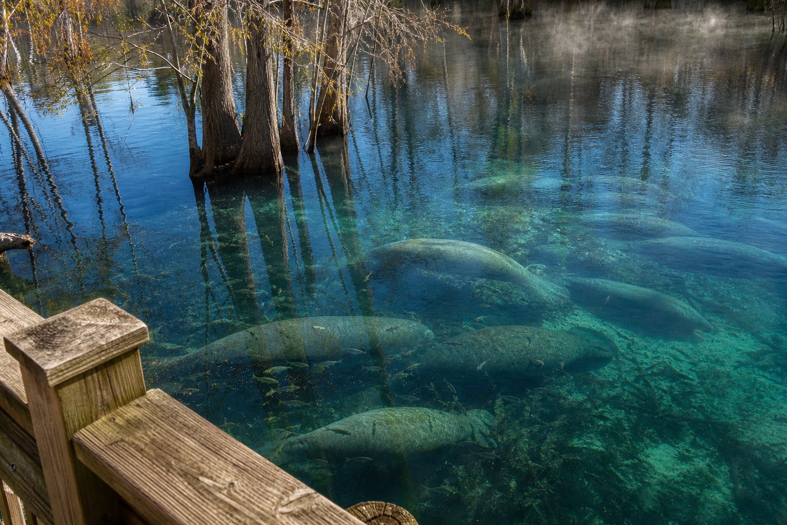 Several manatees rest in blue water beneath the Three Sisters Springs boardwalk.